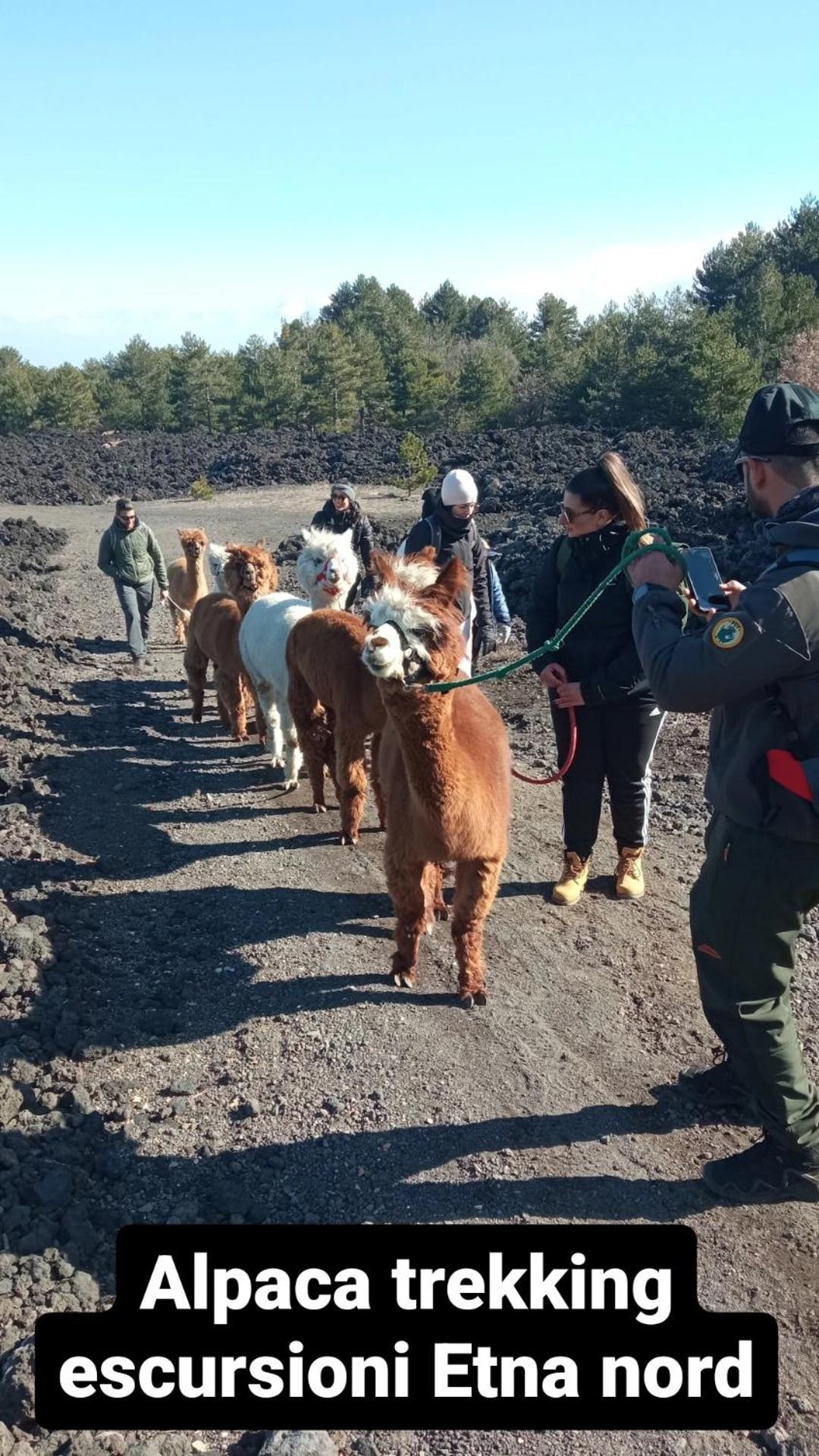Alpaca Etna Rooms Da Mariagiovanna Linguaglossa Ngoại thất bức ảnh