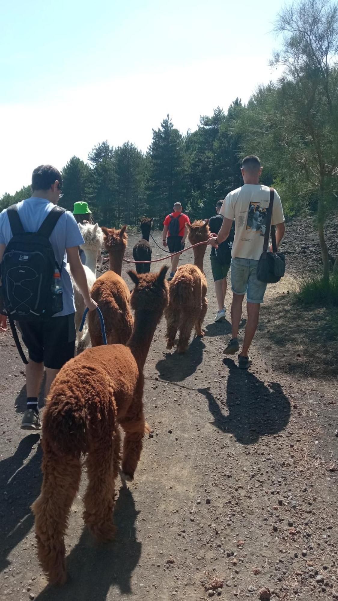 Alpaca Etna Rooms Da Mariagiovanna Linguaglossa Ngoại thất bức ảnh