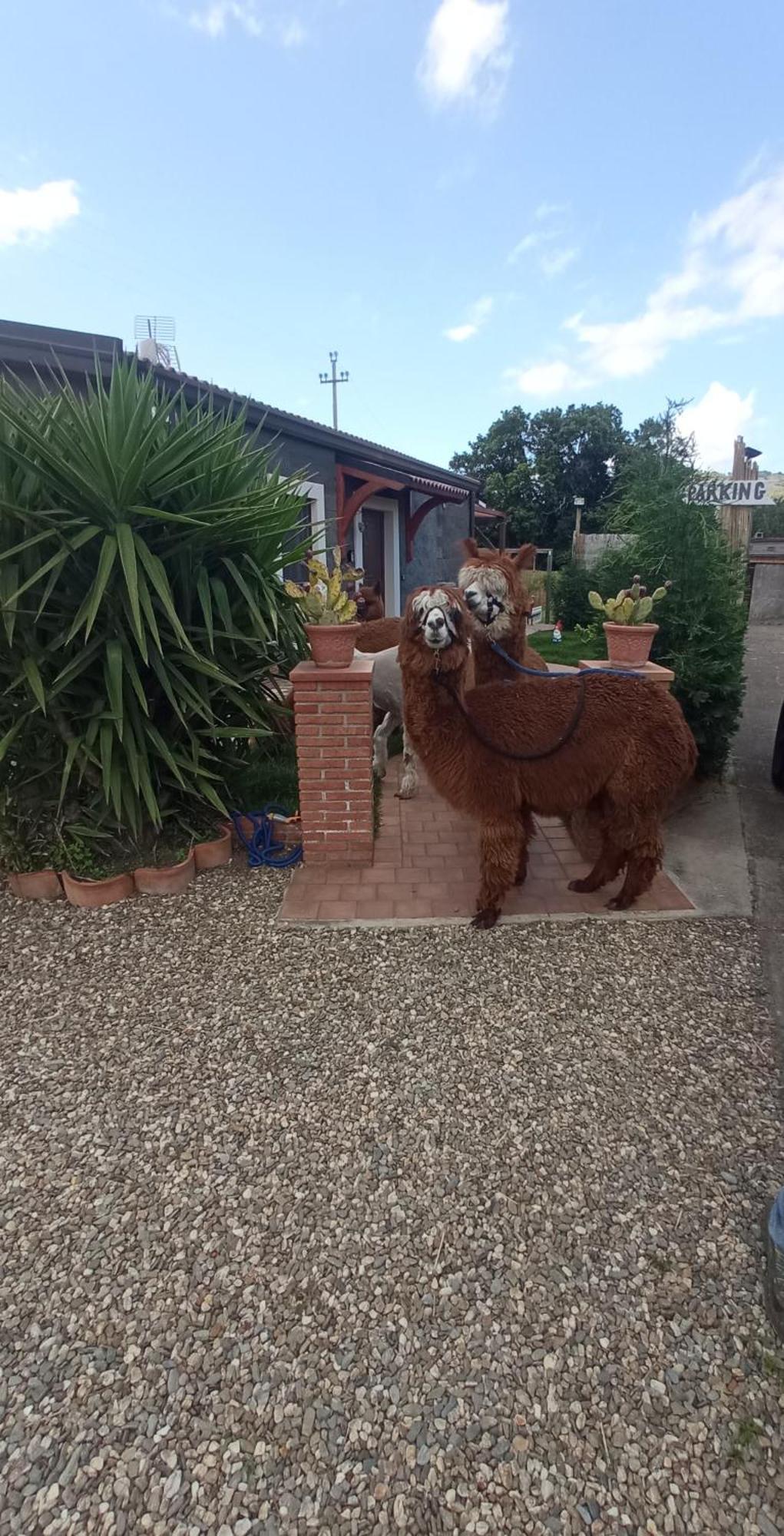 Alpaca Etna Rooms Da Mariagiovanna Linguaglossa Ngoại thất bức ảnh