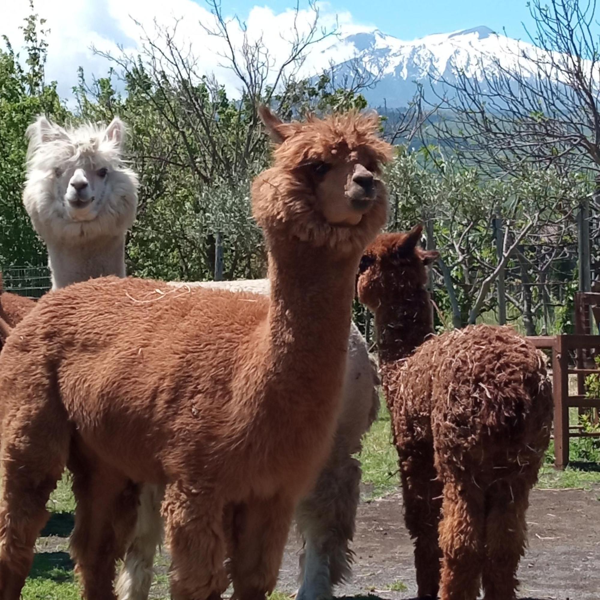 Alpaca Etna Rooms Da Mariagiovanna Linguaglossa Ngoại thất bức ảnh