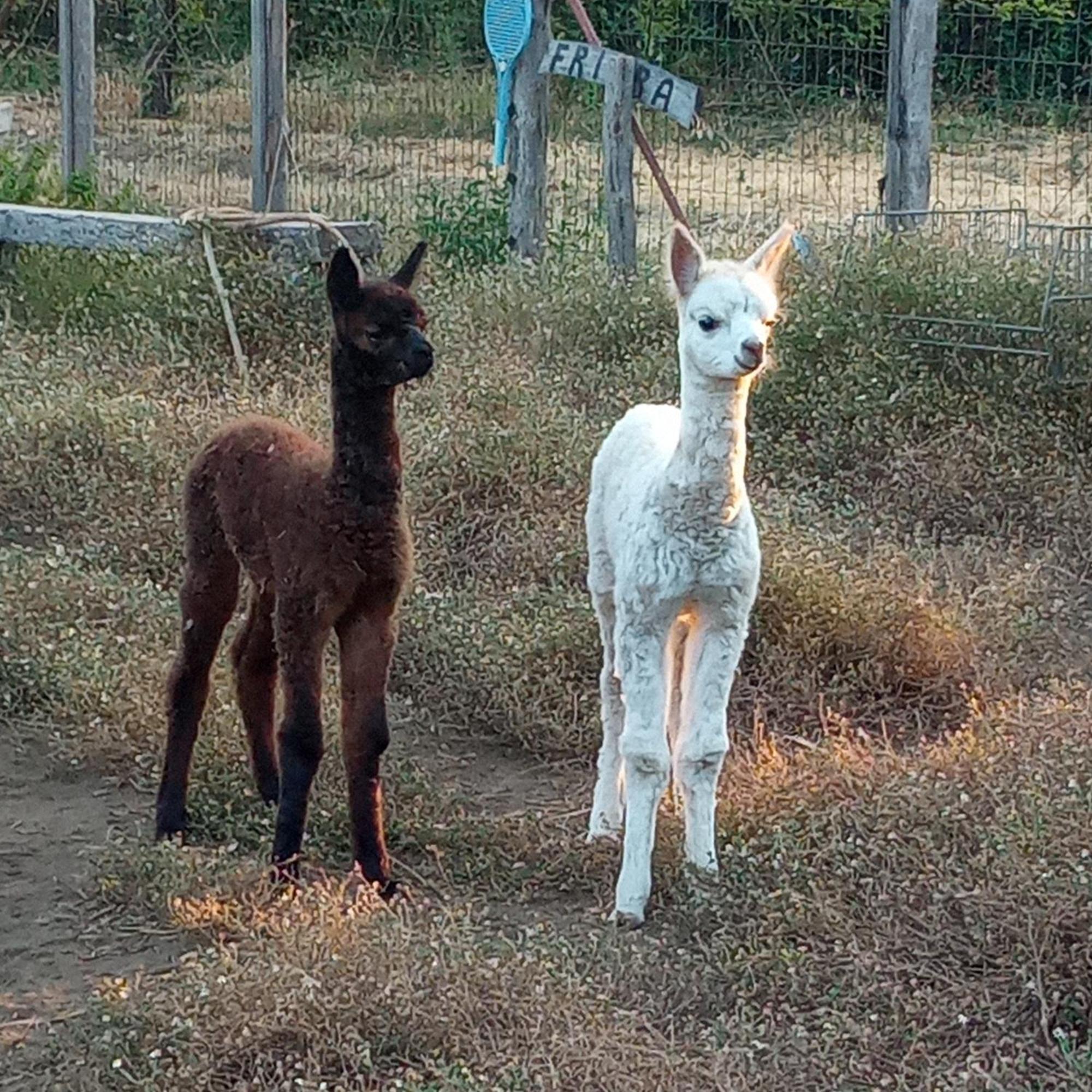 Alpaca Etna Rooms Da Mariagiovanna Linguaglossa Ngoại thất bức ảnh